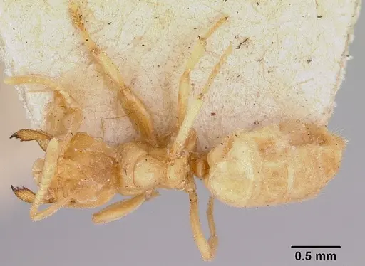 Acropyga myops specimen