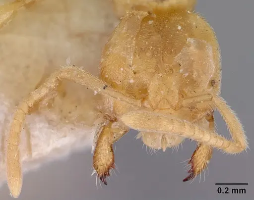 Acropyga myops specimen