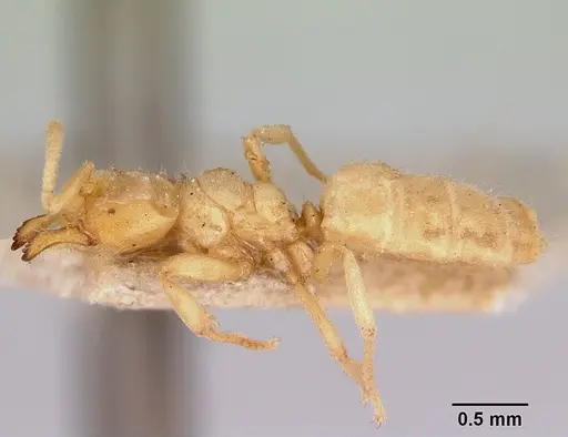 Acropyga myops specimen