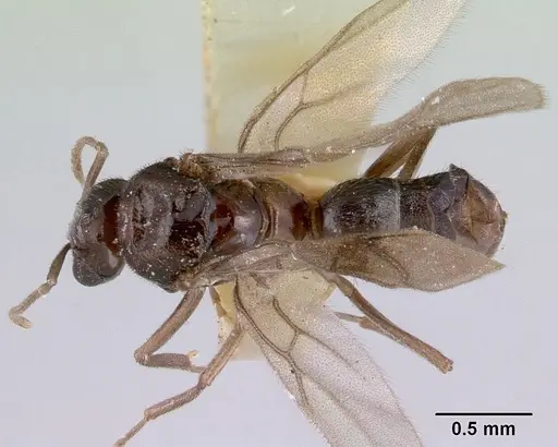 Acropyga myops - CASENT0172017