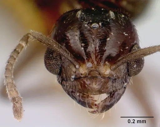 Acropyga myops - CASENT0172017