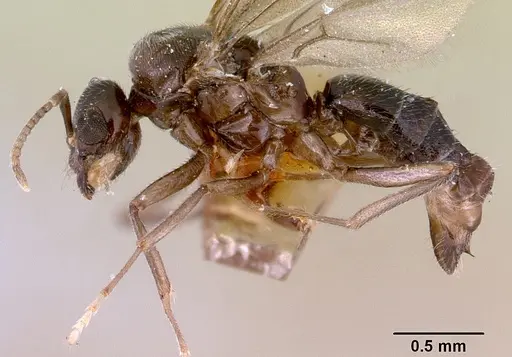 Acropyga myops - CASENT0172017