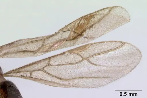 Acropyga myops - CASENT0172017