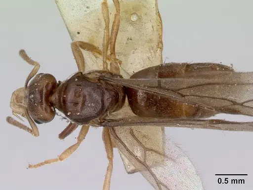 Acropyga myops - CASENT0172018