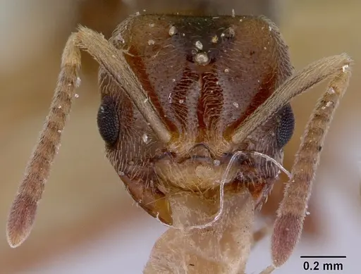 Acropyga myops - CASENT0172018