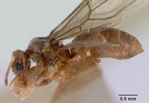 Acropyga myops - CASENT0172018