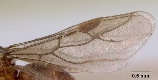 Acropyga myops - CASENT0172018