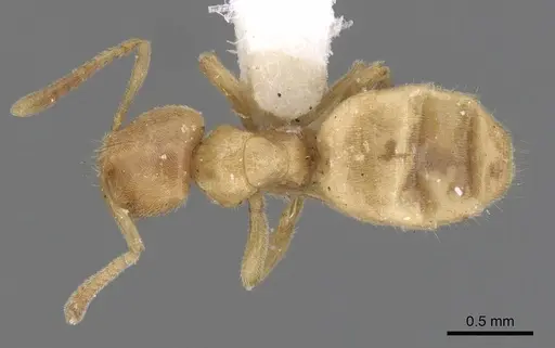 Acropyga myops - CASENT0249912