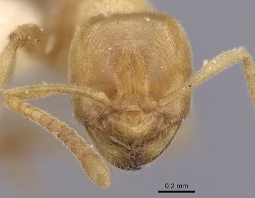 Acropyga myops - CASENT0249912