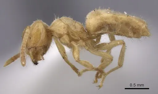 Acropyga myops - CASENT0249912