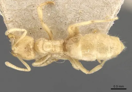 Acropyga myops - CASENT0909906