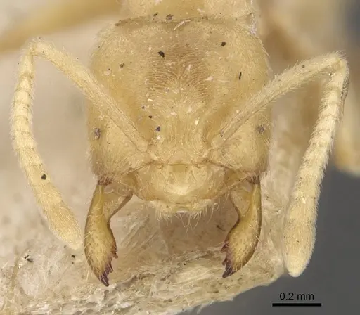 Acropyga myops - CASENT0909906