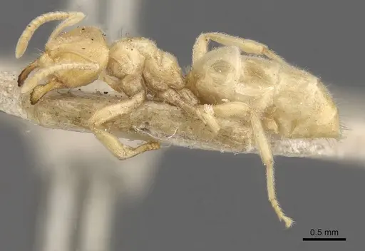 Acropyga myops - CASENT0909906