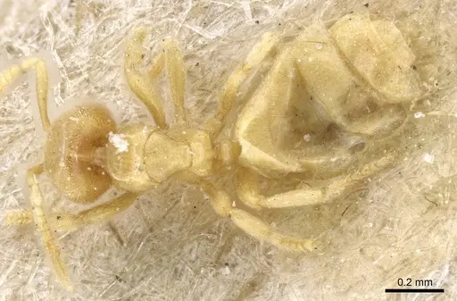 Acropyga oceanica specimen