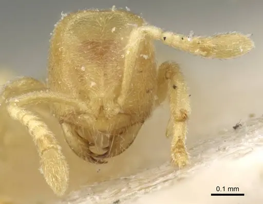 Acropyga oceanica specimen