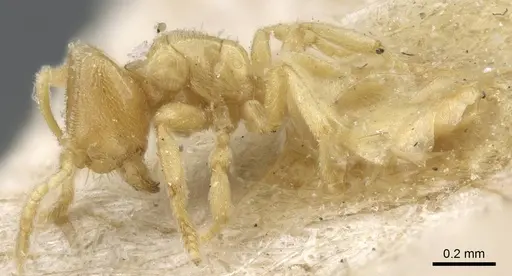 Acropyga oceanica specimen