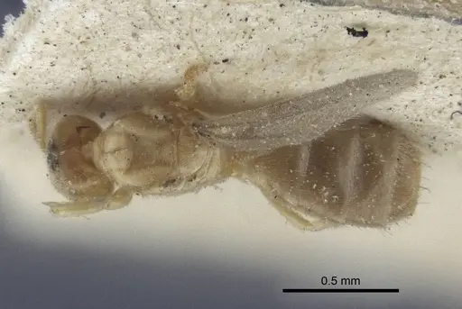 Acropyga oceanica - CASENT0916669