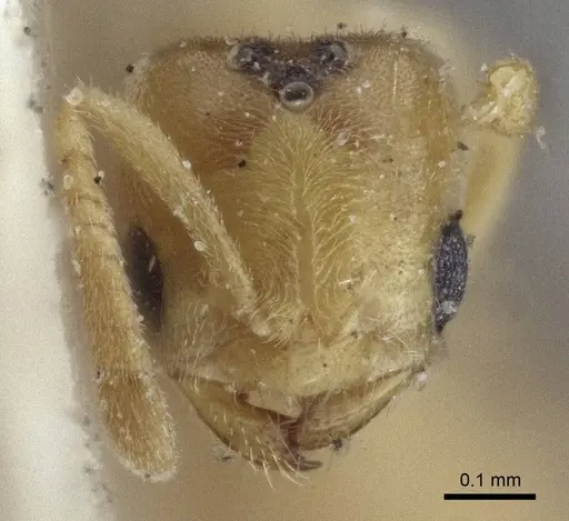 Acropyga oceanica - CASENT0916669