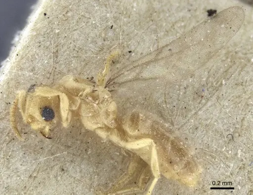 Acropyga oceanica - CASENT0916669