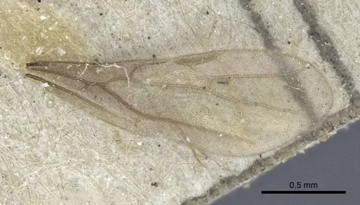 Acropyga oceanica - CASENT0916669