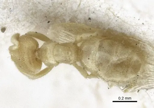 Acropyga oceanica - CASENT0916670