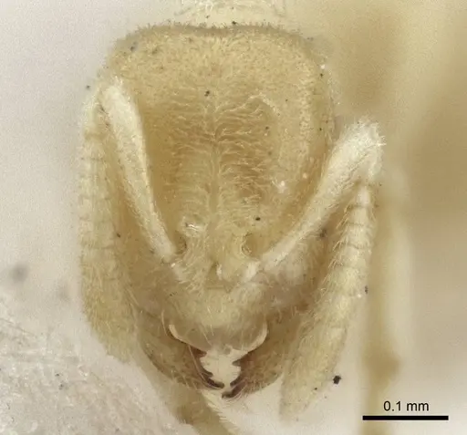 Acropyga oceanica - CASENT0916670