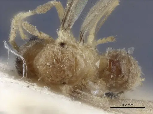 Acropyga oceanica - CASENT0916671