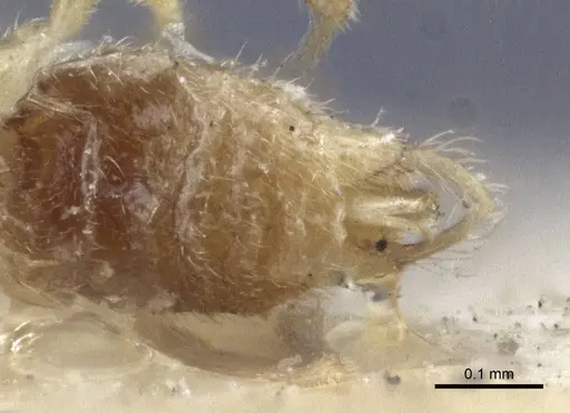 Acropyga oceanica - CASENT0916671