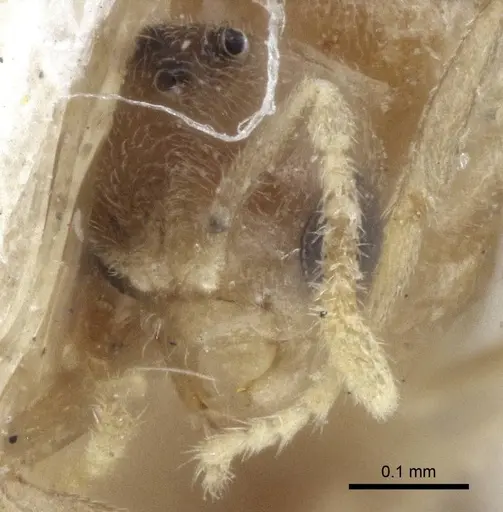 Acropyga oceanica - CASENT0916671