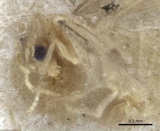 Acropyga oceanica - CASENT0916671