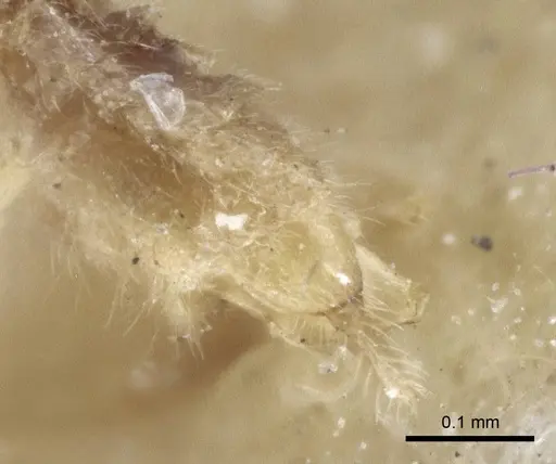 Acropyga oceanica - CASENT0916671