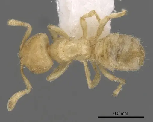 Acropyga pallida specimen