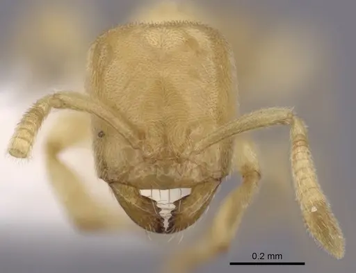 Acropyga pallida specimen