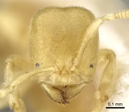 Acropyga pallida - CASENT0903176