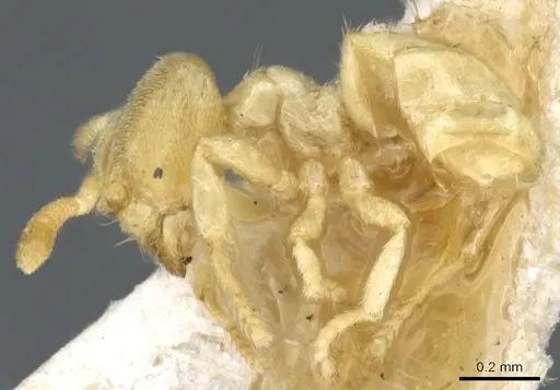 Acropyga pallida - CASENT0903176