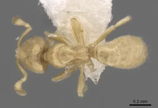 Acropyga panamensis specimen