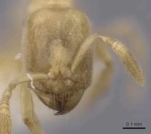 Acropyga panamensis specimen