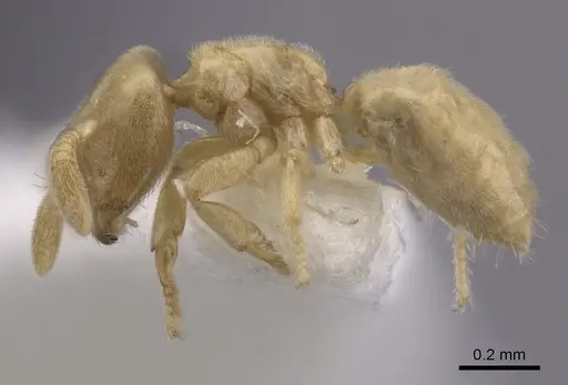 Acropyga panamensis specimen