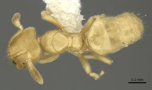 Acropyga panamensis - CASENT0611902