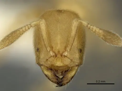 Acropyga panamensis - CASENT0611902