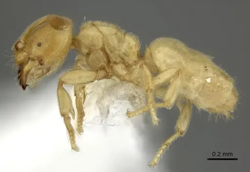 Acropyga panamensis - CASENT0611902