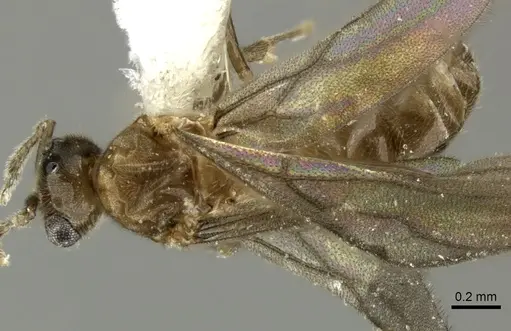 Acropyga panamensis - CASENT0611915