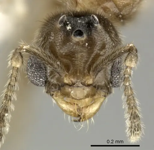 Acropyga panamensis - CASENT0611915