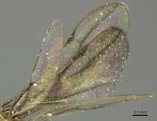 Acropyga panamensis - CASENT0611915