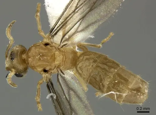 Acropyga panamensis - CASENT0611916