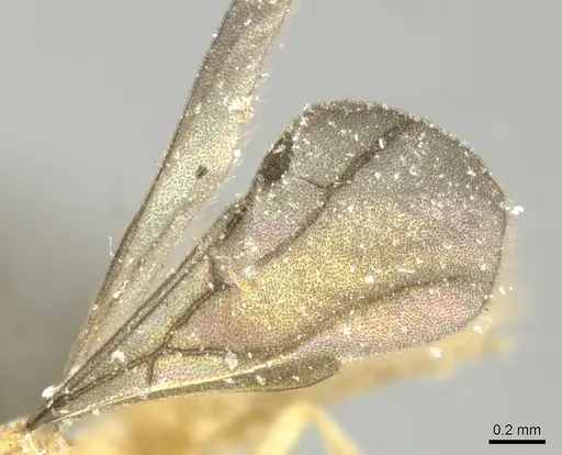 Acropyga panamensis - CASENT0611916