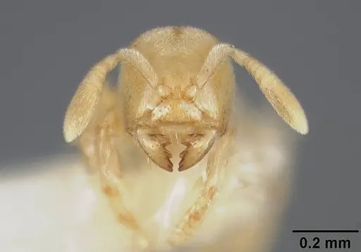 Acropyga panamensis - USNMENT00412320