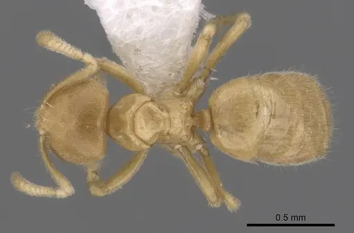 Acropyga parvidens specimen