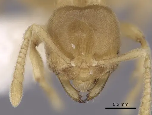 Acropyga parvidens specimen