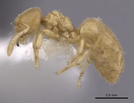 Acropyga parvidens specimen